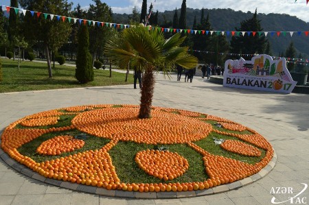 Balakəndə ilk dəfə “Beynəlxalq xurma festivalı”