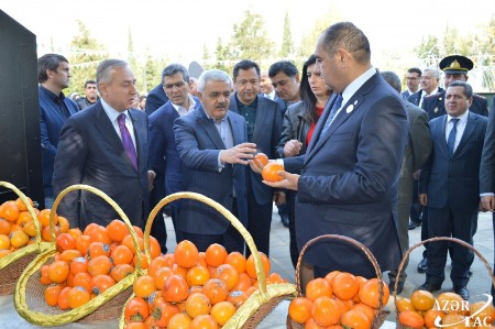 Balakəndə ilk dəfə “Beynəlxalq xurma festivalı”