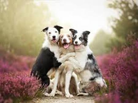 Boz küçüyün taleyi - Akif Cabbarlının hekayəsi Boz küçüyün taleyi - Akif Cabbarlının hekayəsi