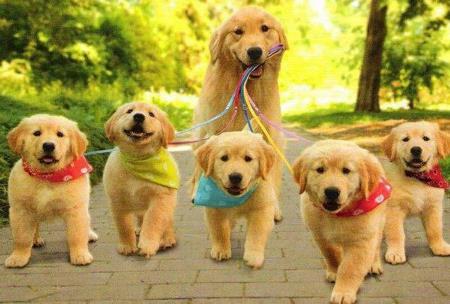 İt intervüsü - Seyran Səxavətin hekayəsi