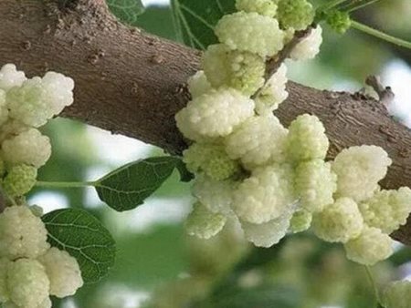 Ağ tutun inanılmaz 10 faydası