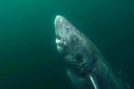 500 yaşlı köpəkbalığı aşkar edildi