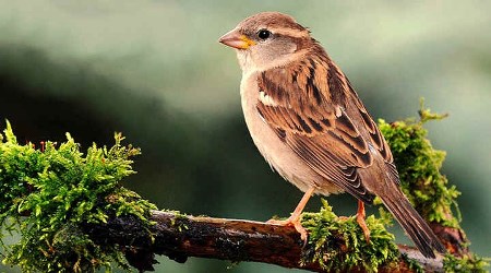 Mənim balaca sərçəm - Yeni Hekayə Mənim balaca sərçəm - Yeni Hekayə