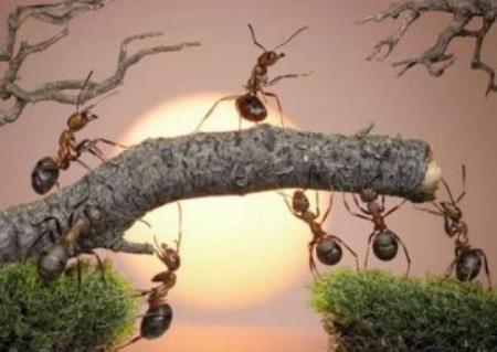 Qarışqa yuvası - Sara İbrahimin hekayəsi