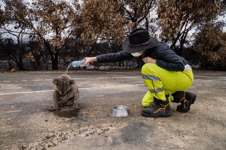Bərdə terroruna aid şəkil "ilin fotosu" seçildi - Fotolar