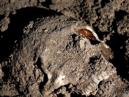 Yeni insan növü tapıldı Yeni insan növü tapıldı