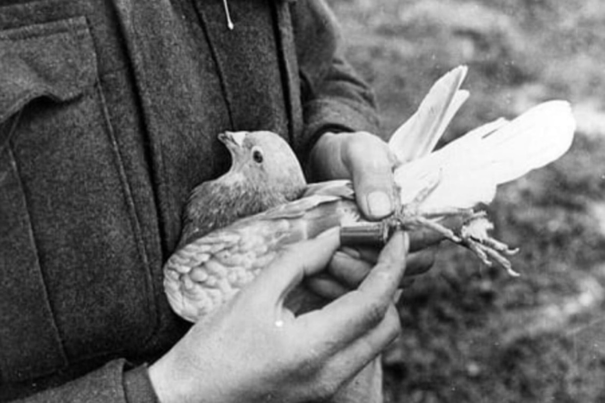 Əsir düşmüş sülh quşları - Hekayə